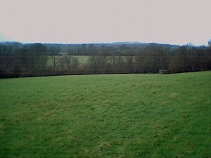 Blackland Farm - woodpigeons3